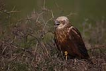 Saz delicesi / Circus aeruginosus / Western marsh-harrier 